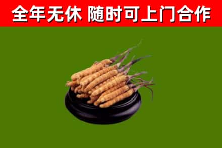阳高县回收散虫草