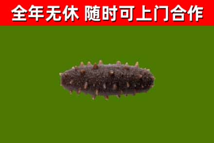 阳高县回收海参干